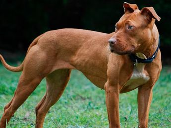 La fuerte decisión de la Justicia con dos hermanos por un terrible episodio contra un pitbull