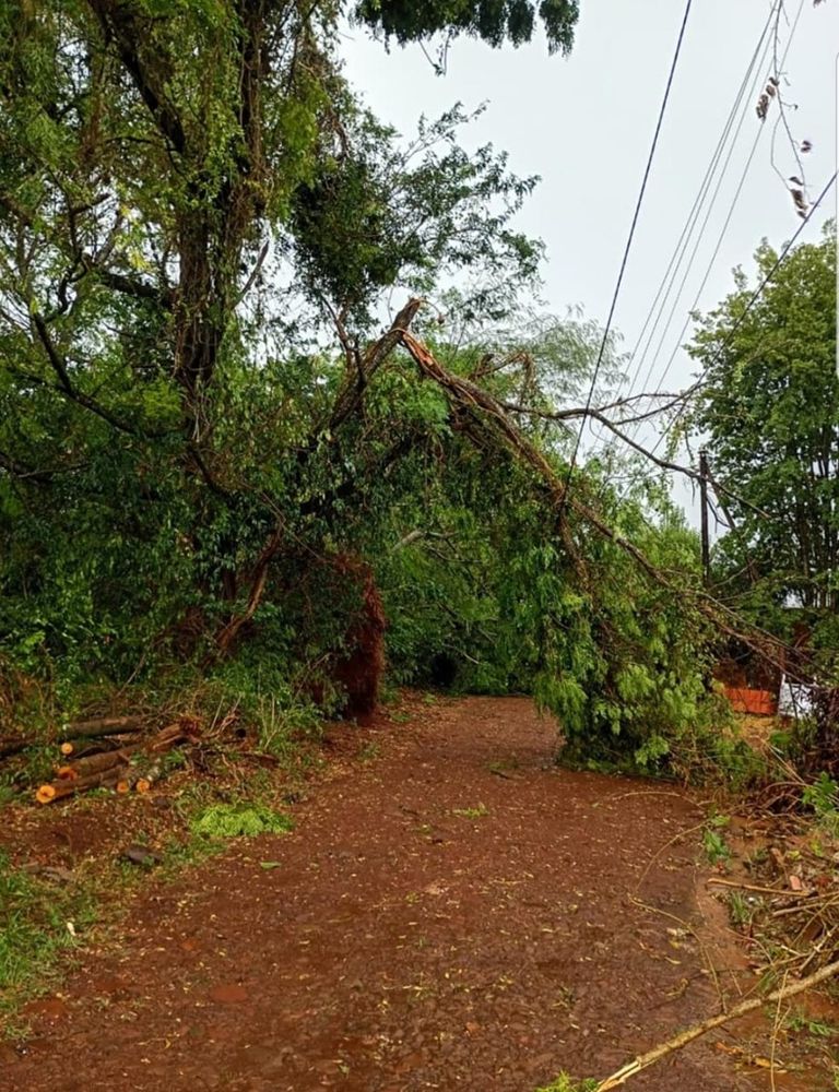 Jardín América: fuertes ráfagas provocaron destrozos, caída de árboles y voladura de techos.