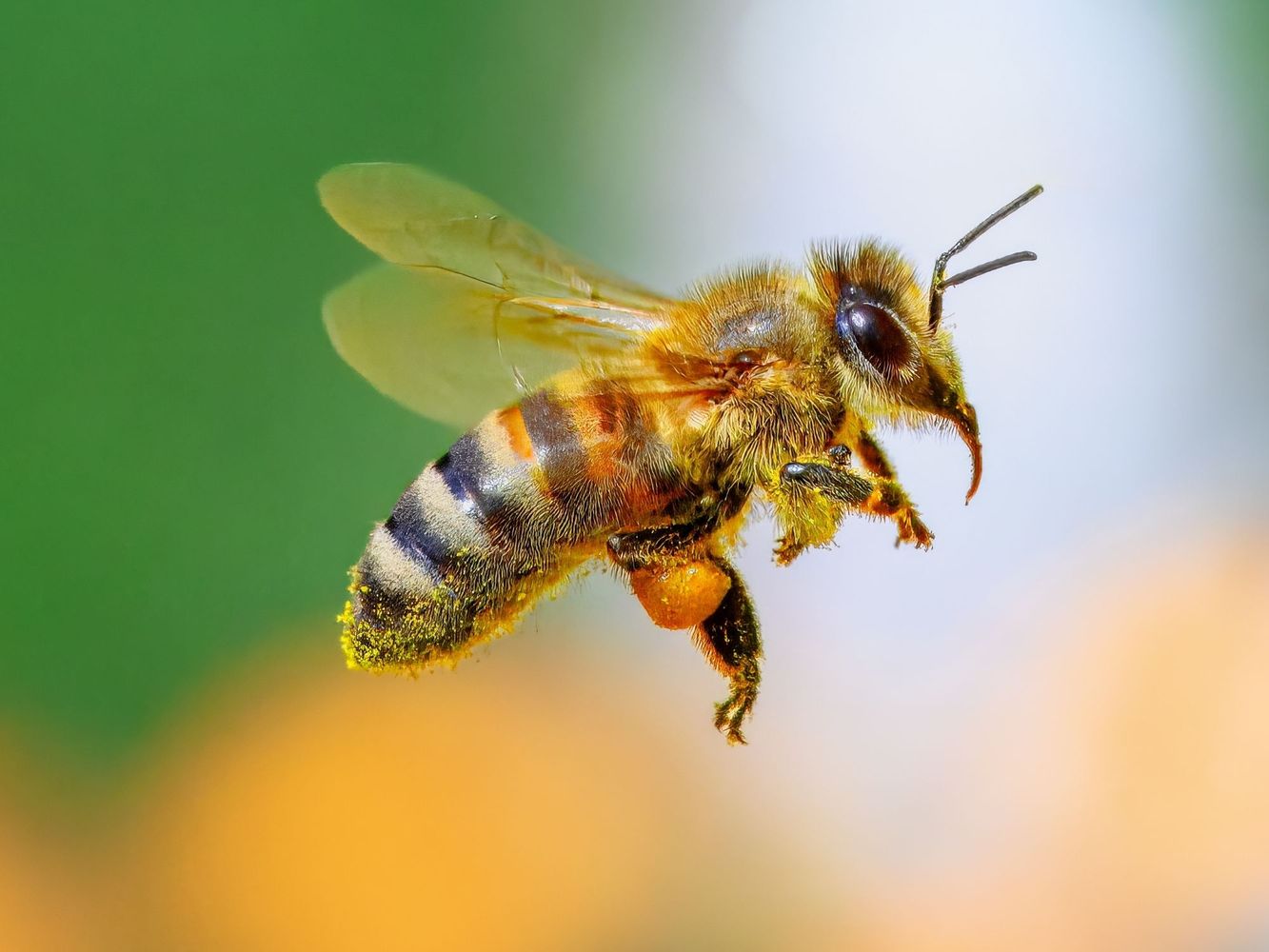 AbejaLa presencia de una abeja cerca de casa puede ser una señal de equilibrio natural y buena energía en movimiento.