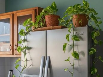 Por qué el Feng Shui recomienda colocar una planta arriba de la heladera