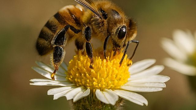 El significado de las abejas en el Feng Shui.