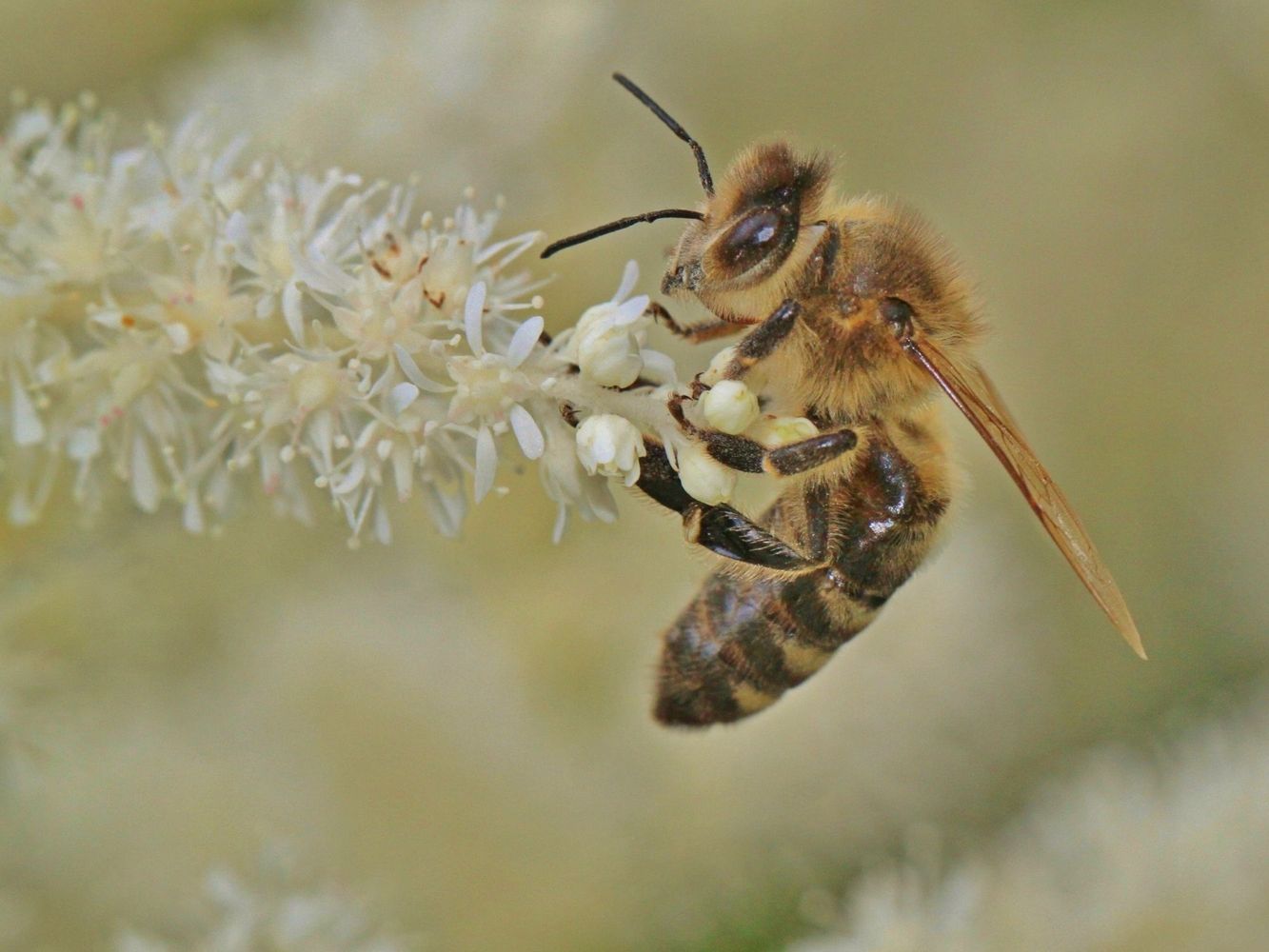 Su visita no es casual: puede indicar que tu hogar está en armonía con la naturaleza.