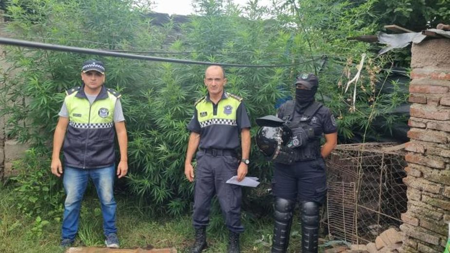 De la denuncia por la agresión al hallazgo de marihuana en cinco allanamientos
