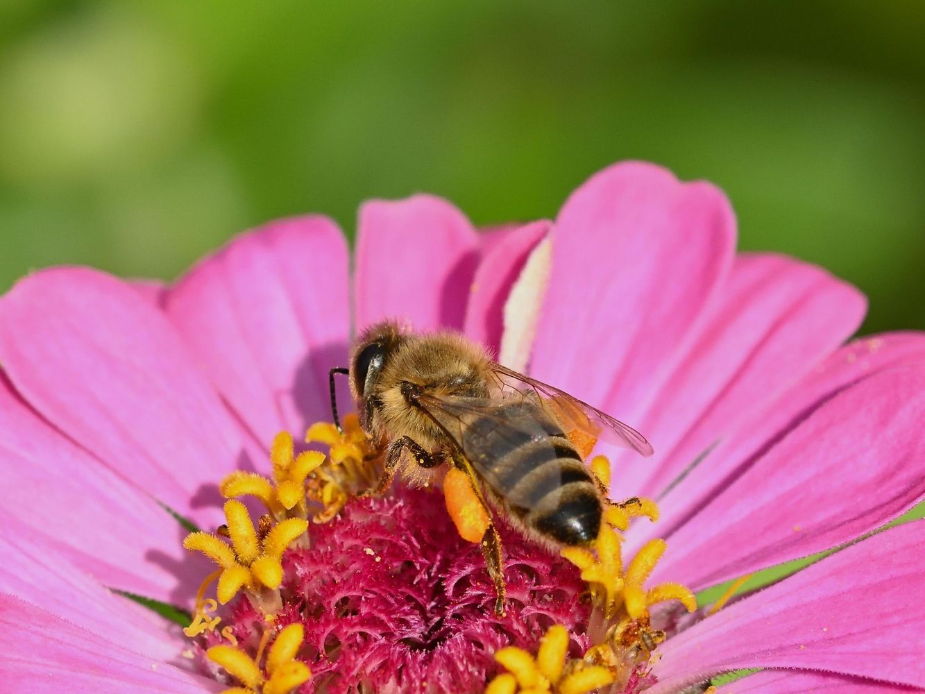 Si una abeja ronda tu ventana, el Feng Shui lo interpreta como un augurio de prosperidad y crecimiento.