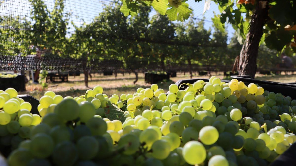 El Camino del Vino, el nuevo imán turístico de Gualeguaychú para el fin de semana largo
