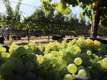 El Camino del Vino, el nuevo imán turístico de Gualeguaychú para el fin de semana largo
