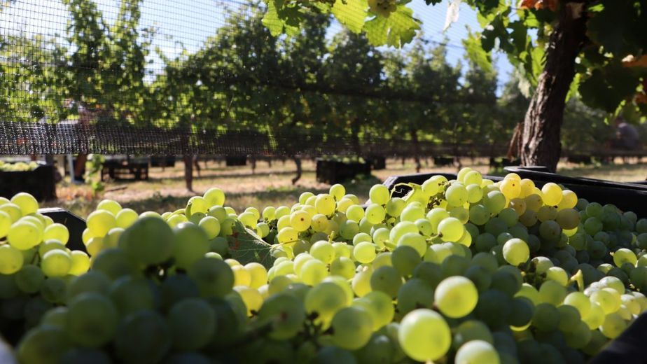 El Camino del Vino, el nuevo imán turístico de Gualeguaychú para el fin de semana largo