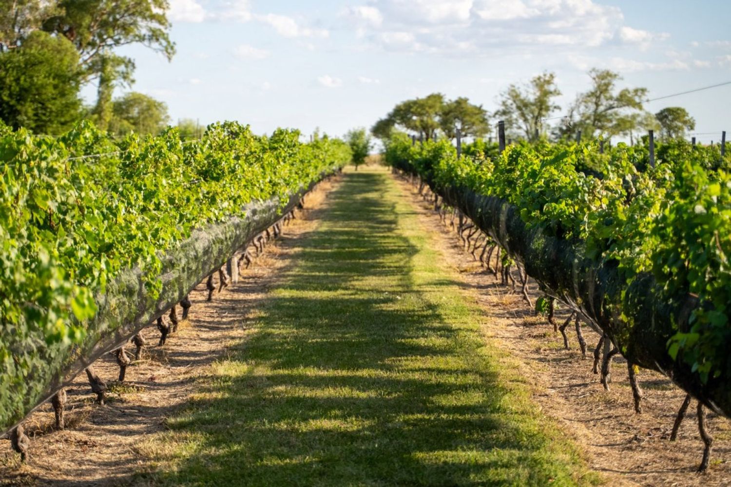 Ruta del Vino