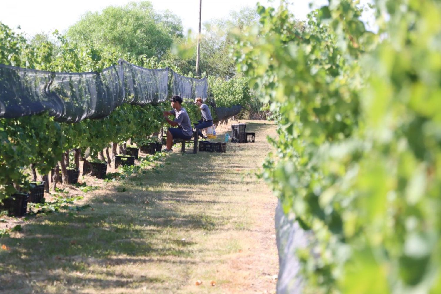 Ruta del Vino