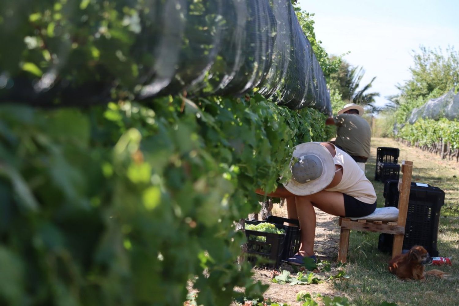 Ruta del Vino