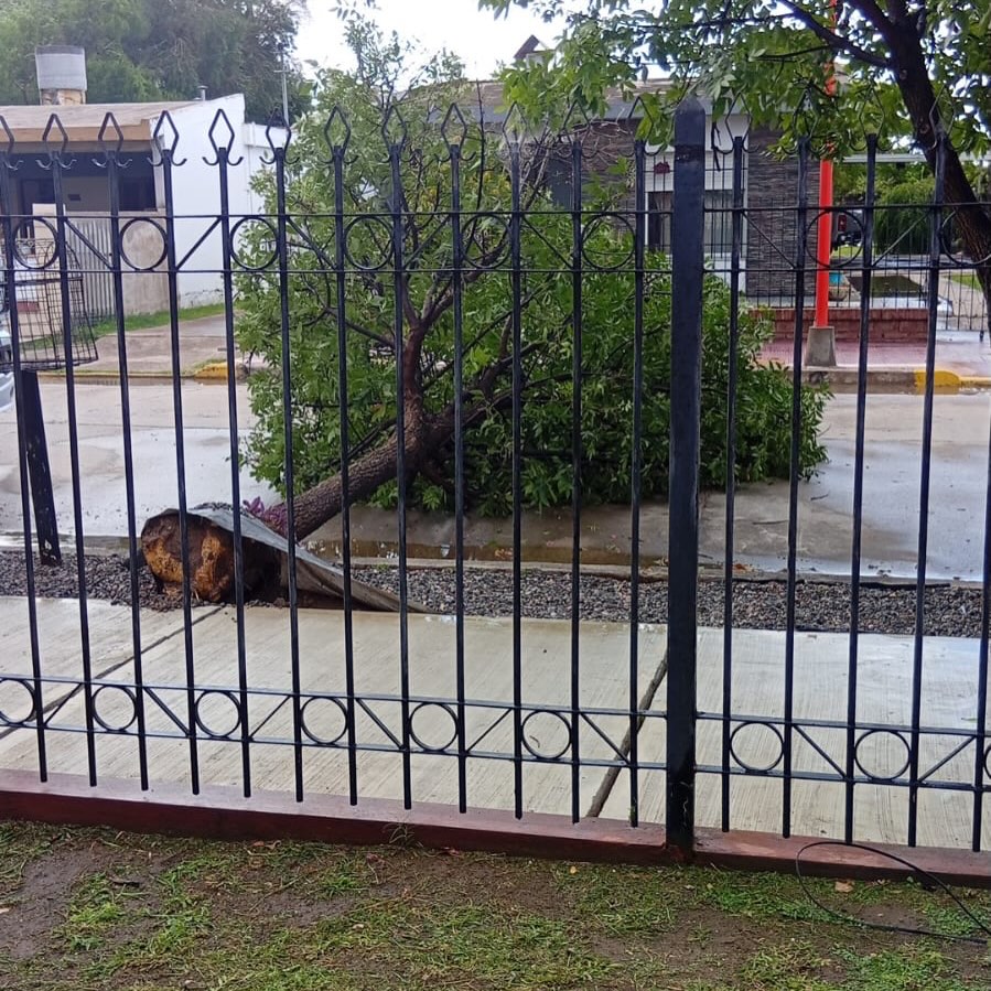 Fuertes ráfagas de viento provocaron caídas de árboles y otros destrozos en Arroyito