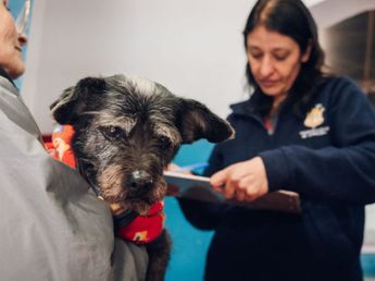 Cuándo y dónde se colocarán vacunas gratuitas a mascotas en Córdoba