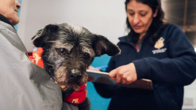 Vacunación antirrábica para mascotas. 
