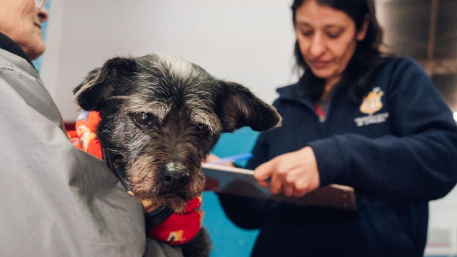Cuándo y dónde se colocarán vacunas gratuitas a mascotas en Córdoba