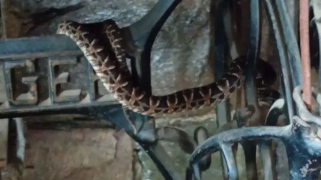 Apareció una víbora en una máquina de coser.