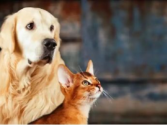 Vacunación gratuita para mascotas en Córdoba: el cronograma completo por barrios durante julio