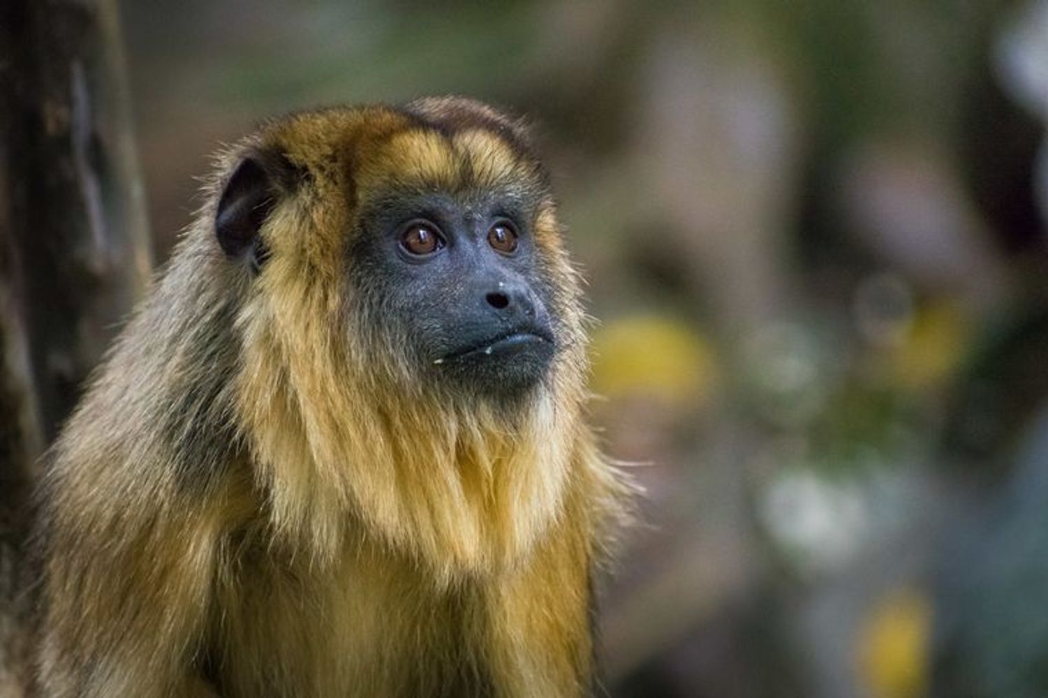 Proyecto Carayá, uno de los santuarios de primates más grandes del mundo. 