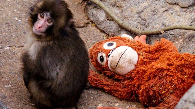 Punch, el mono viral en redes sociales.