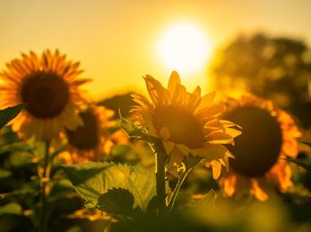 Dónde está el campo de girasoles cerca de Buenos Aires