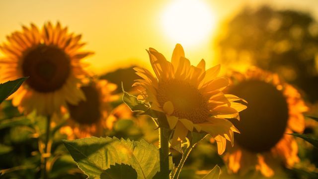 Girasoles