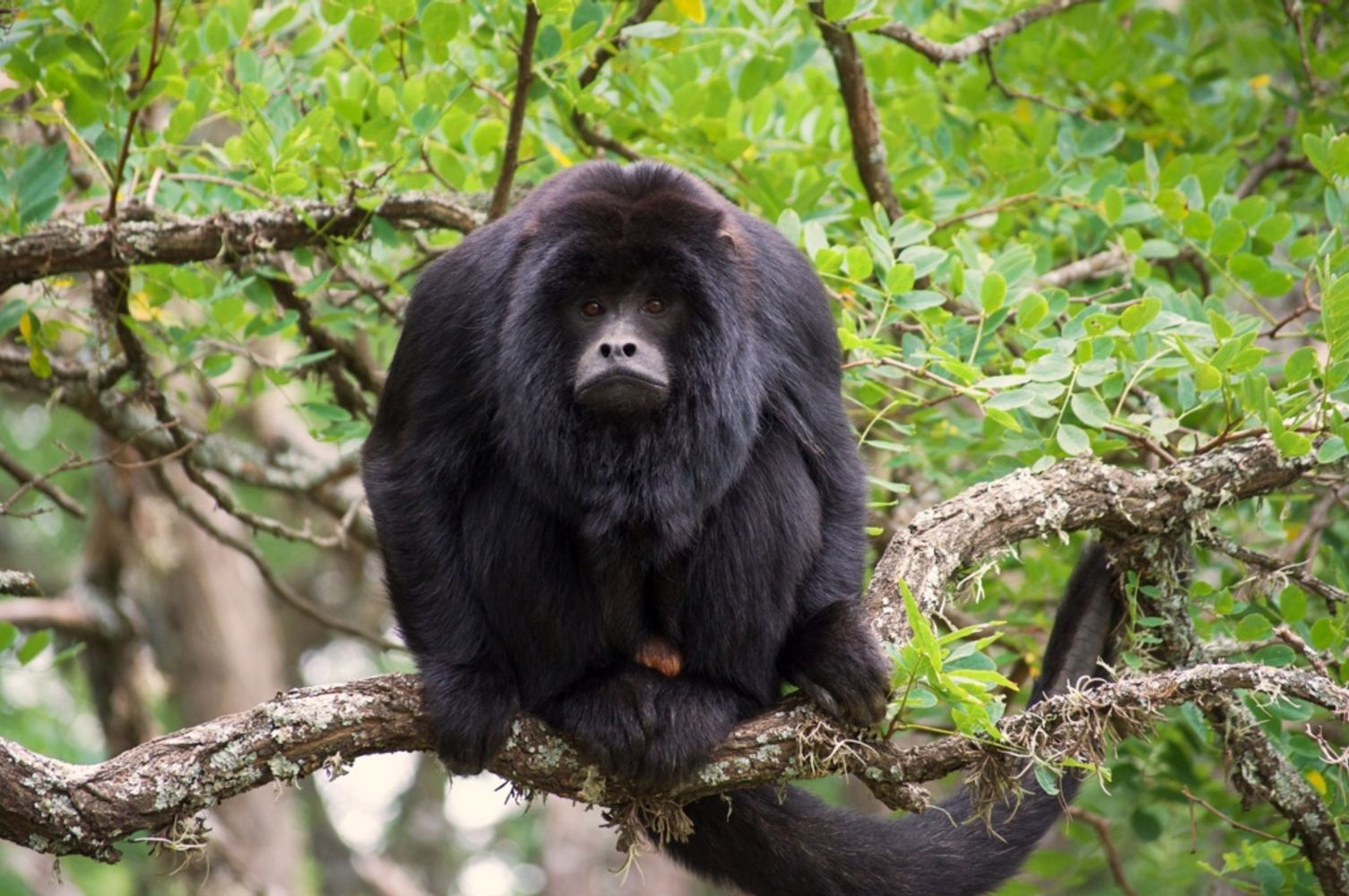 Proyecto Carayá, uno de los santuarios de primates más grandes del mundo. 