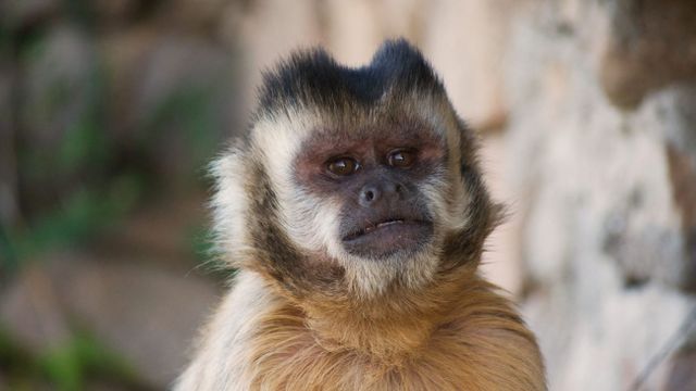 Proyecto Carayá, uno de los santuarios de primates más grandes del mundo.