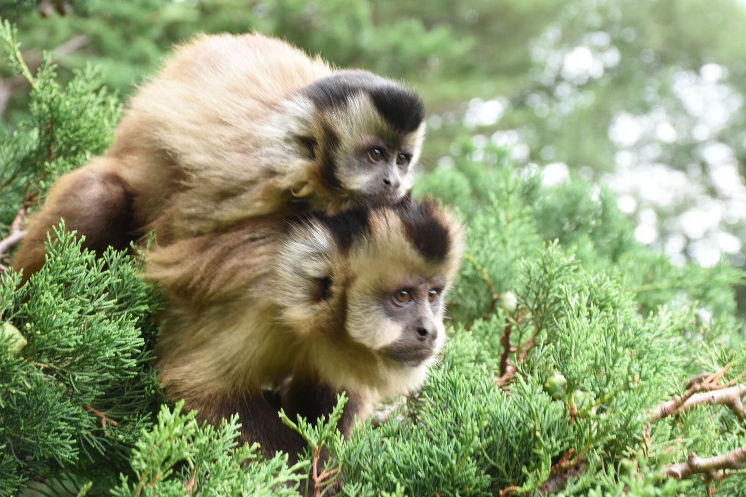 Proyecto Carayá, uno de los santuarios de primates más grandes del mundo. 