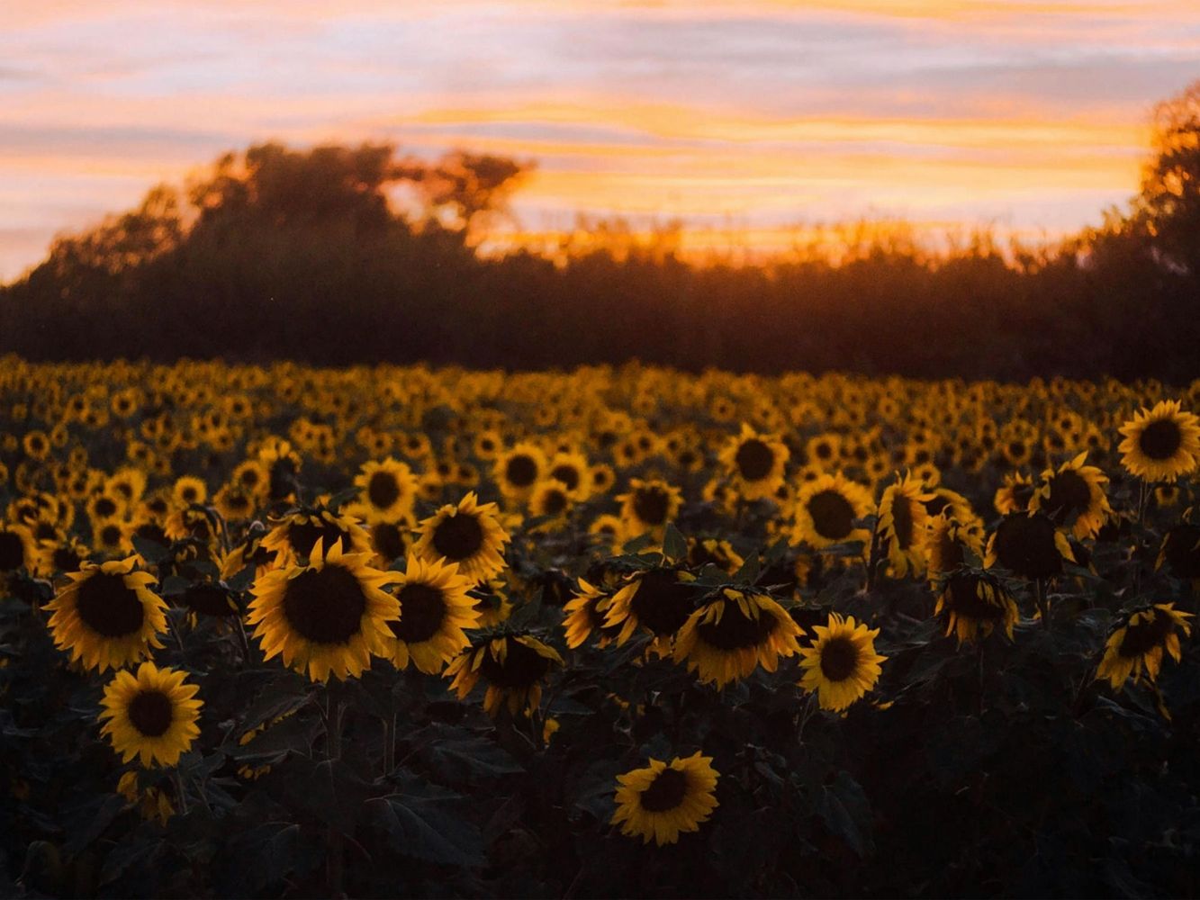 Dónde está el campo de girasoles cerca de Buenos Aires