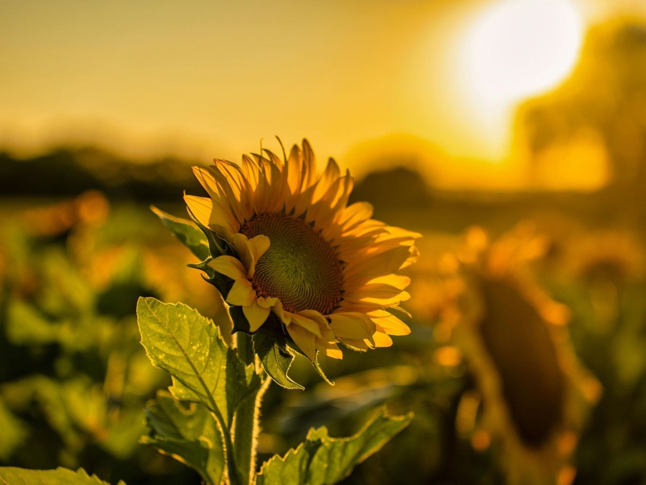 Dónde está el campo de girasoles cerca de Buenos Aires