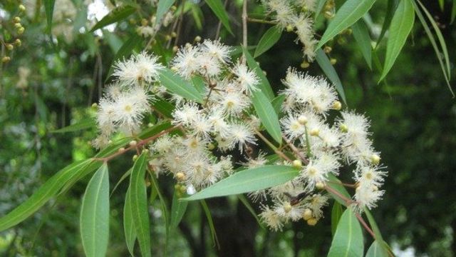 Hierba medicinal