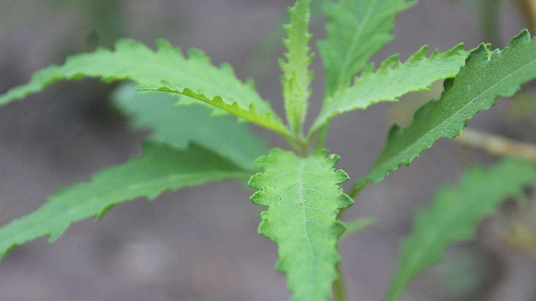 Paico, planta aromática.