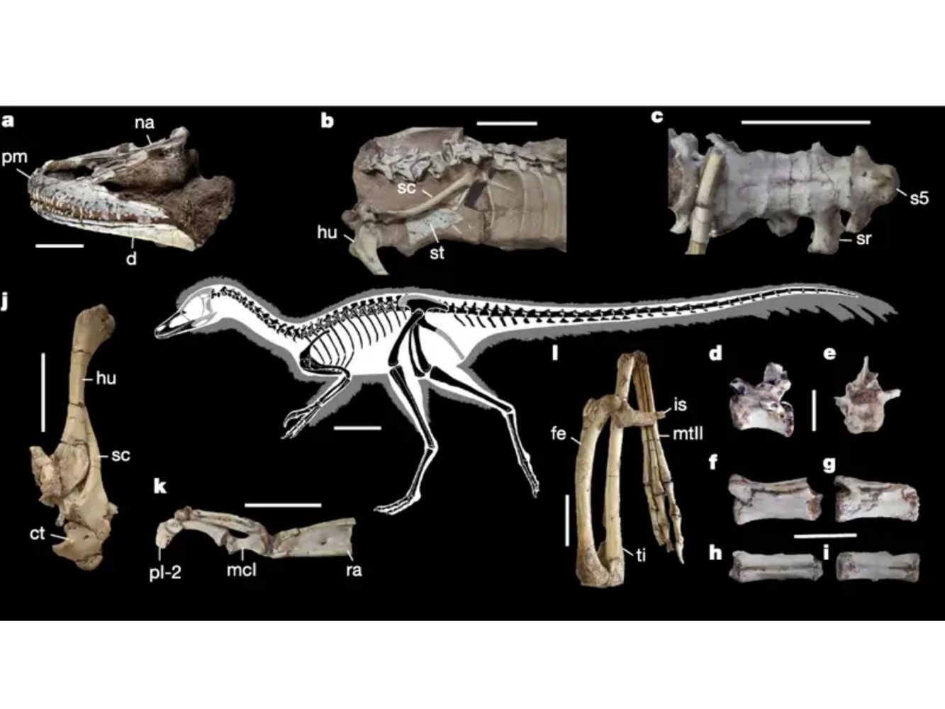 Este espécimen está completo y permitió al equipo finalmente cartografiar la extraña anatomía del grupo.
