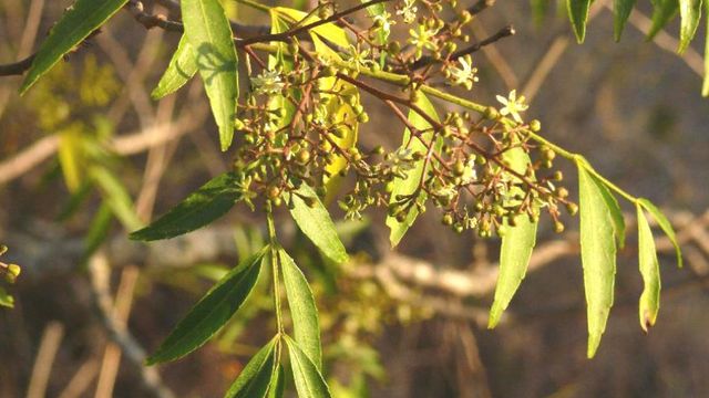 Coco, el árbol que crece en Córdoba.