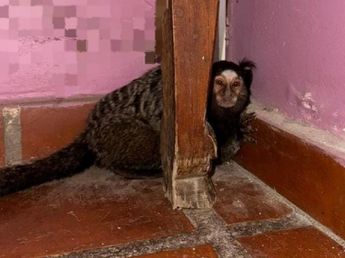 Rescataron a un mono tití que deambulaba por las calles de Córdoba
