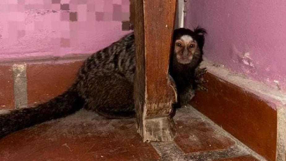 Rescataron a un mono tití que deambulaba por las calles de Córdoba