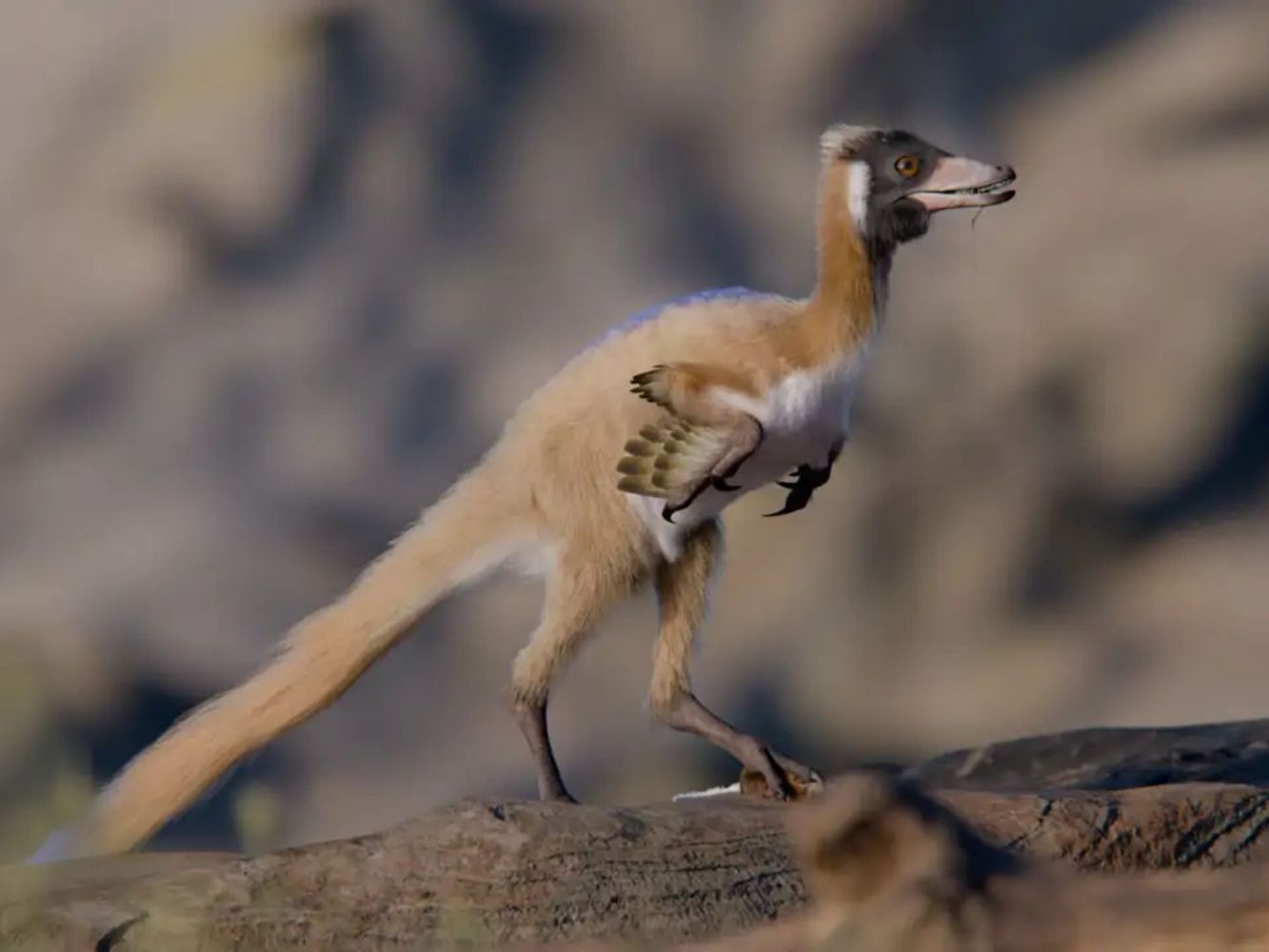 Hallan en la Patagonia un dinosaurio del tamaño de una gallina y emparentado con el T. Rex.