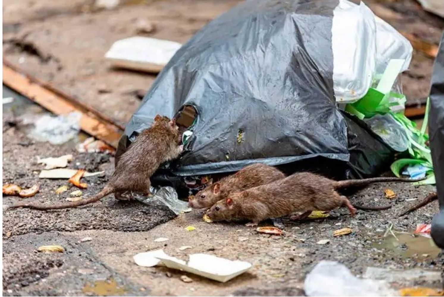 Hantavirus