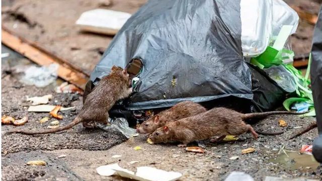 Hantavirus