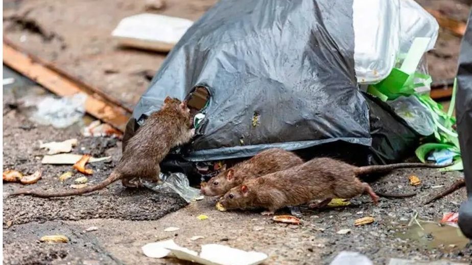Confirmaron una muerte por Hantavirus en Tres Arroyos: recomendaciones y medidas de prevención