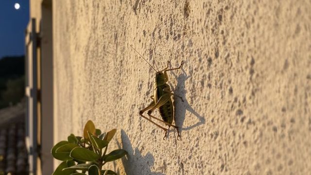 El canto del grillo es uno de los sonidos nocturnos más reconocidos en ciudades y campos de la región.