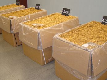 Un kilo del mejor tabaco jujeño cuesta $5.139,45, según acordaron compradores y productores