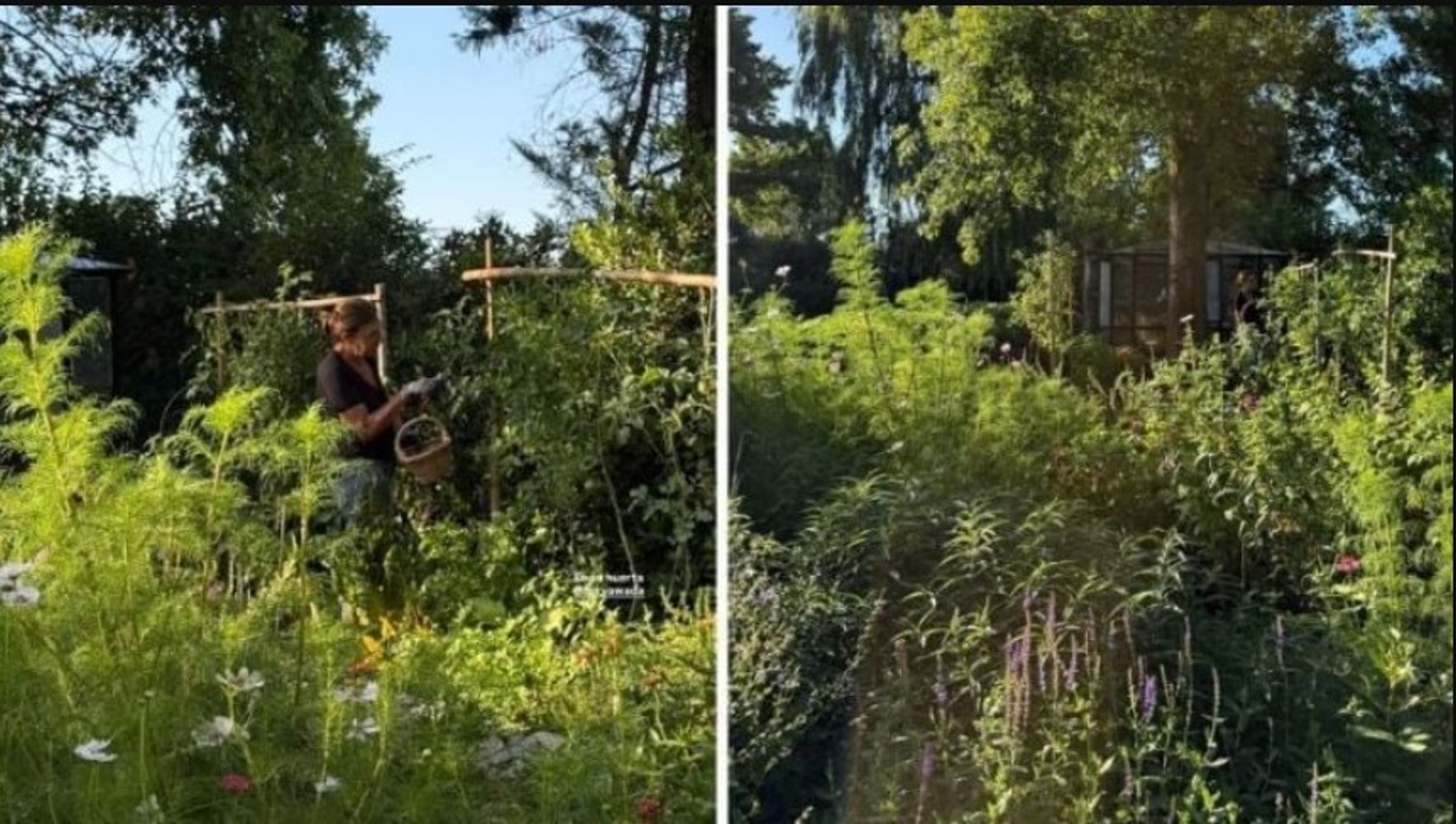 El cosmos se convirtió en la flor protagonista del renovado jardín de la empresaria.