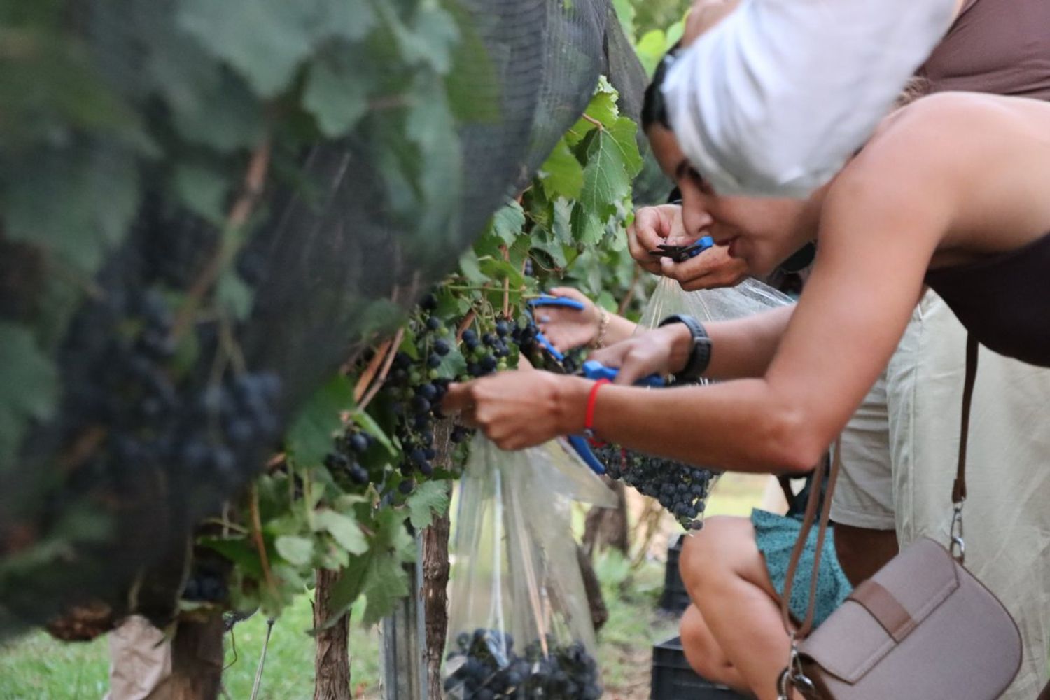 Camino del Vino, con recorridos por viñedos y bodegas del sur entrerriano.