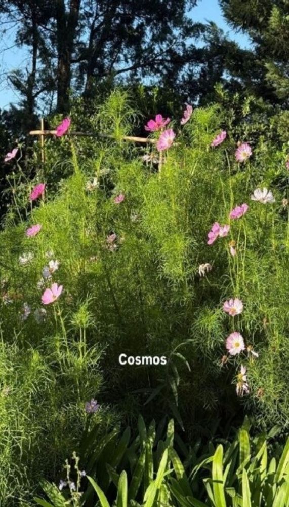La ex primera dama disfruta del contacto con la naturaleza y el trabajo en su huerta y jardín.