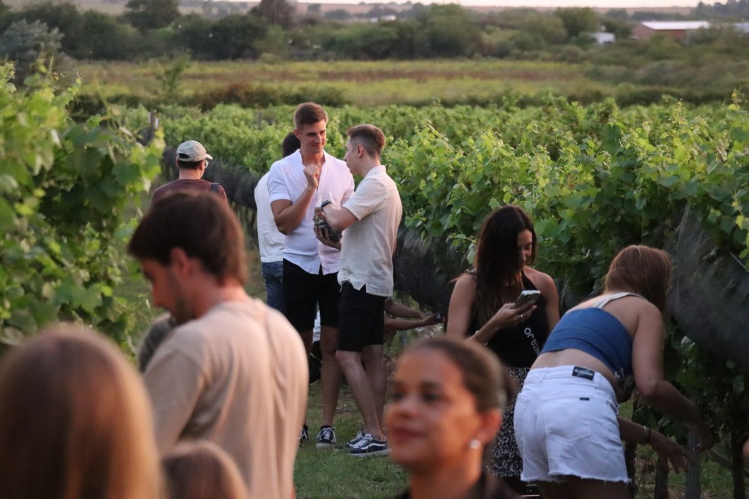 Camino del Vino, con recorridos por viñedos y bodegas del sur entrerriano