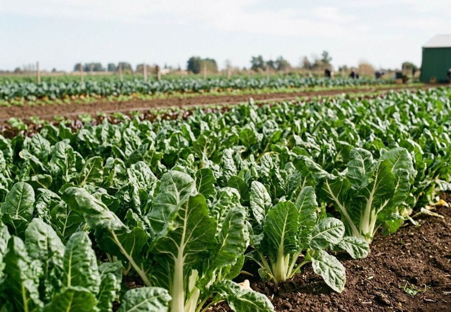 Ni la carne ni el aceite: los alimentos que más subieron en febrero 2026