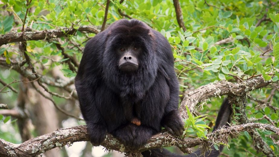 El refugio de monos aulladores en La Cumbre: una experiencia única de conservación en Punilla