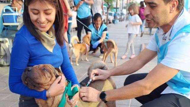 Vacunación antirrábica en Córdoba.