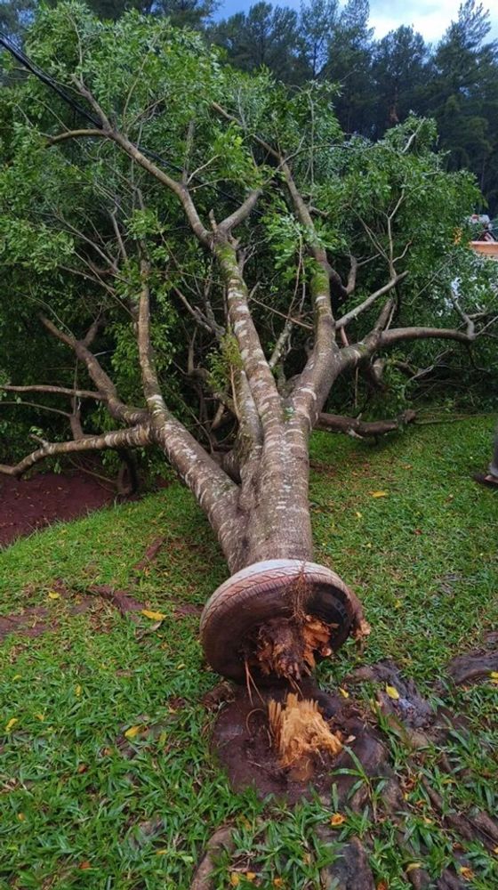 Temporal causó daños en Puerto Libertad: voladuras de techos, árboles caídos y cortes de energía.