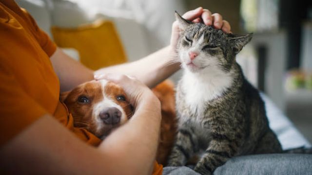 Perro y gato